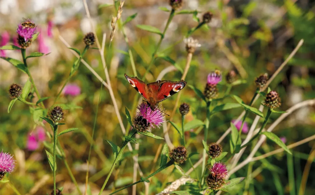 butterfly in nature give us the information that the company use eco